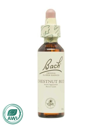 Flor nº 7 Brote de castaño (chestnut bud) 20ml Bach